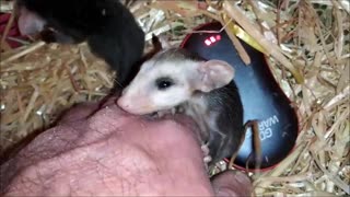 Baby Opossum, Cuteness Overload ❤