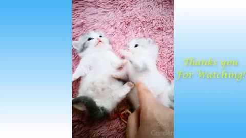 Cute Pets with song