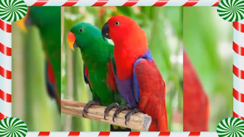 Different kinds of parrots