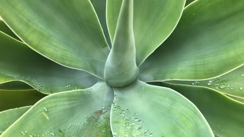 Unbelievable Beautiful sun plant growing in my garden unbelievably