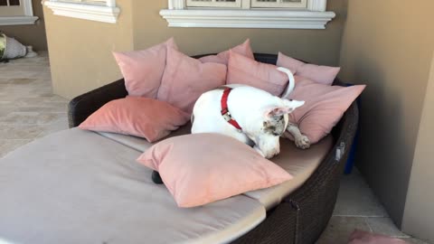 Great Dane rearranges pillows to get comfy on lounger