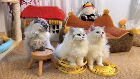 3 cô công chúa mèo