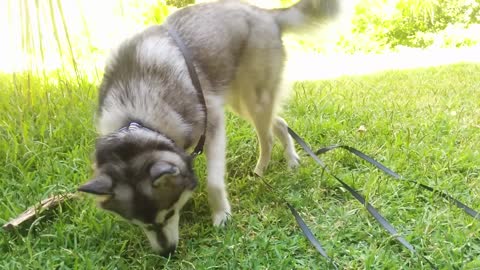 Mini Husky rolls on grass