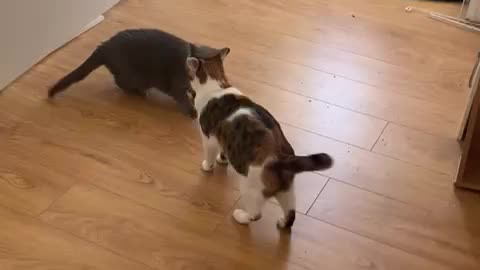 Cat Fight Russian Blue vs Calico