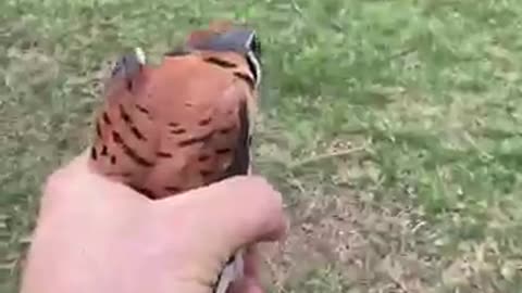 American Kestrel