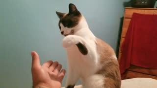 Cat High 5