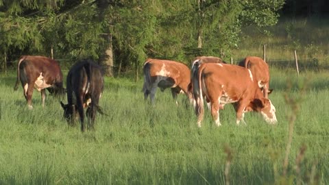 Cows Cattle Agriculture Beef Nature Pasture
