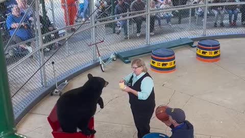 Real Bear Catches Ball and Shoots it in Hoop!