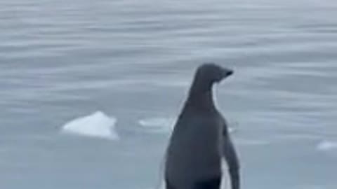 A penguin jumped into a boat to escape from a hungry seal