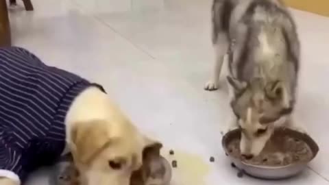 Husky and Labrador eating food funny vidio
