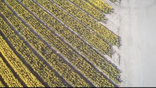 4K- Beautiful Tulip Flower Field And Festival