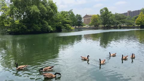 Geese - Centennial Park Lake, Nashville, TN