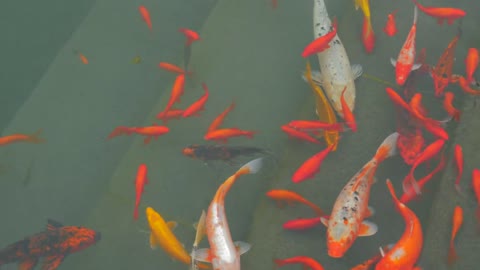 Many colorful goldfish and Koi Carp are swimming in pond. Decorative fish in chinese water garden