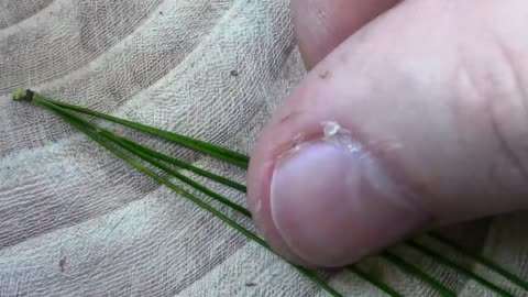 What to Do if You’ve Had the COVID Vaccine (see description) - Wild Food Foraging - Pine Needle Tea