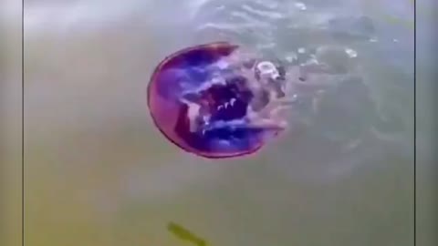 This is how Horseshoe crabs swims