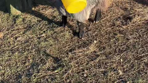 Gary The Goat Gets Bucket Stuck On Head