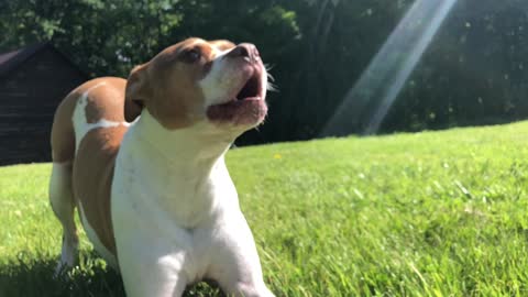 Barking pit bull roars like a lion