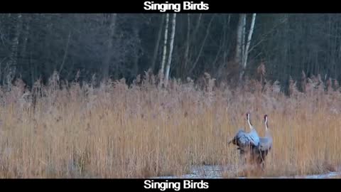 Bird Songs-8 HOURS of Birds Singing in the Forest-Nature Relaxation Video | #funnypets Rumble