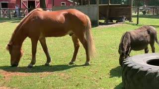 Horses in a park in Vancouver Canada