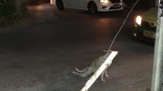 A DOg plays a prank on people in the middle of the streets and stops traffic 🤣