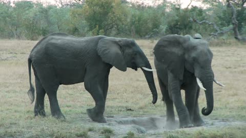 Elephants Playing