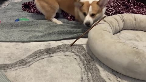 How does your corgi react to a new treat? I think he likes it! 🐶❤️