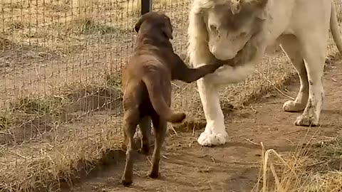 A cute lion gives smooches to puppy's paw 🐾