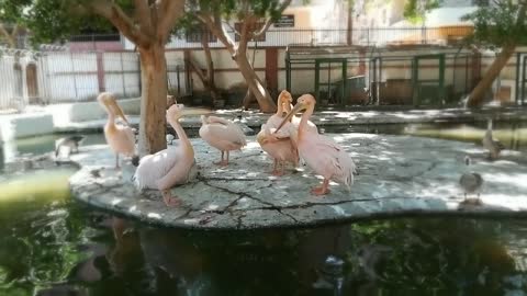 Group Meeting Pink Pelican Family