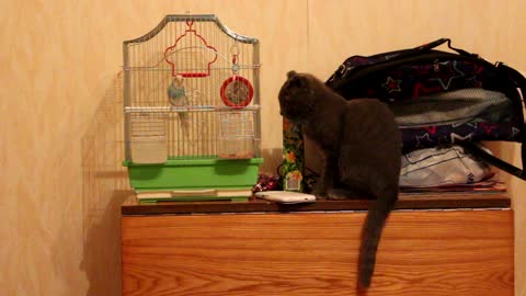 Parrot scares curious cat