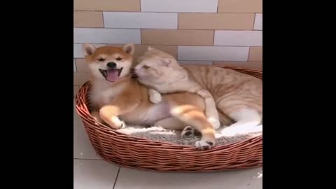Baby Dogs 🔴 Cute and Funny Dog Videos