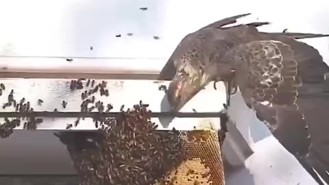 BIRD TAKING BUGS!