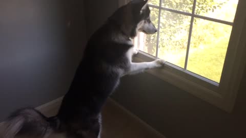 Husky can't contain himself after spotting deer herd