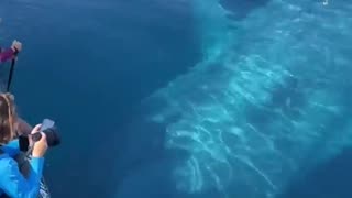 Whale Watchers Encounter 100-Ft-Long Blue Whale