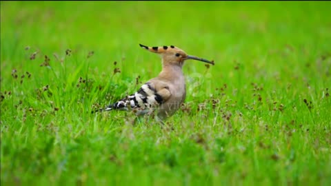 Feeding moment eurasian hoopoe bird, whose Latin name is Upupa epops, among green meadows.