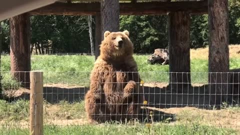 Waving bear shows off catching skills