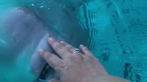 Petting beluga whale