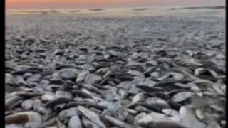 Tens of Thousands of Dead Fish found along Texas Shore