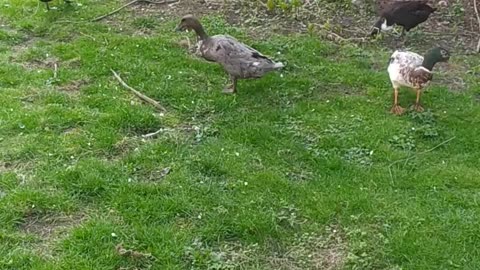 A flock of ducks on a spring walk.