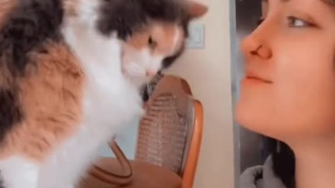 Super affectionate kitten with her owner