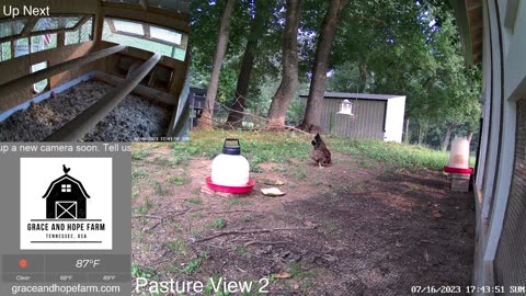 Live Chicken Cameras from Tennessee | New Chicks and Goslings