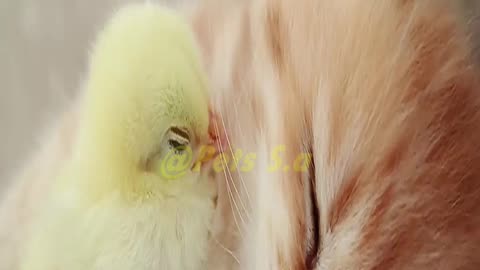 "Unlikely friendship: cats and chicks show how love has no limits!" | @PETS S.A