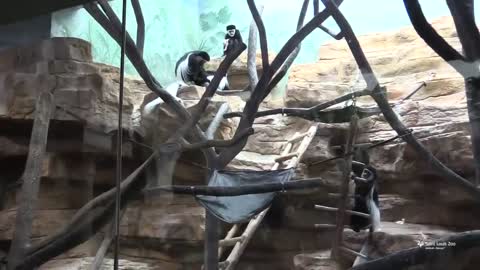 Baby Guereza colobus monkey named Ziggy at Saint Louis Zoo