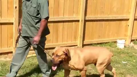 A powerful dog such as a African boerboel you must have great obedience with them.