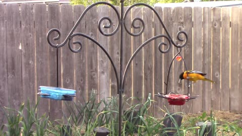 Tips On Feeding Grape Jelly To Orioles