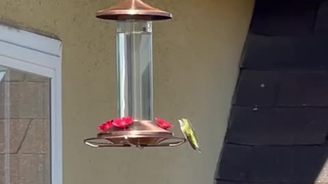 Hummingbird at copper feeder, LA