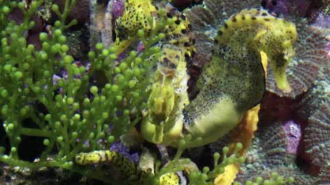Close up of Seahorses in the Tank