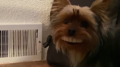 Dog Steals Owner's Fake Dentures And Looks Hilarious | CONTENTbible