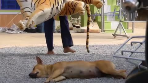 Dog and Lion funny video