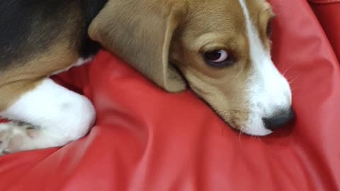 Cute beagle Playing inside Kitchen