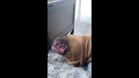 Huge pit bull sleeps in hilariously awkward position